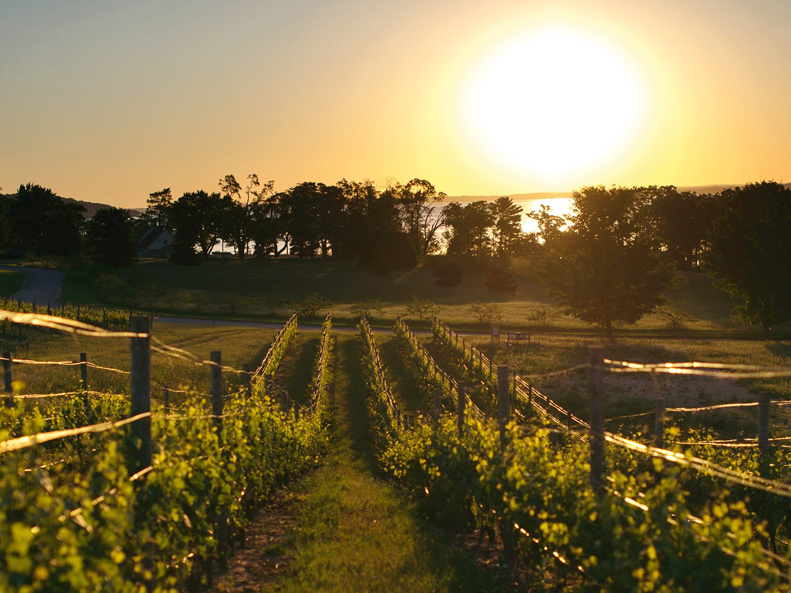 Die Trauben für komplexen, würzigen Riesling wachsen auf dem Weingut Mari Vineyards in Michigan.