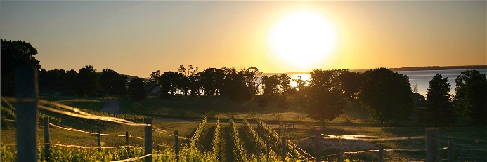 Die Trauben für komplexen, würzigen Riesling wachsen auf dem Weingut Mari Vineyards in Michigan.