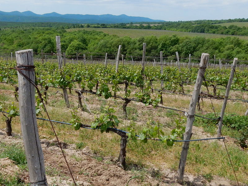  Im Süden Bulgariens nahe der Grenze zu Griechenland herrschen für das Weingut Katarzyna ideale klimatische Bedingungen.