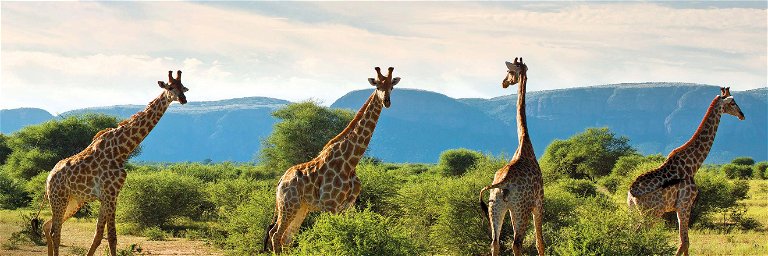 Die wilde Natur entdecken: in Safari-Lodges wie »Singita« oder »Marataba«.