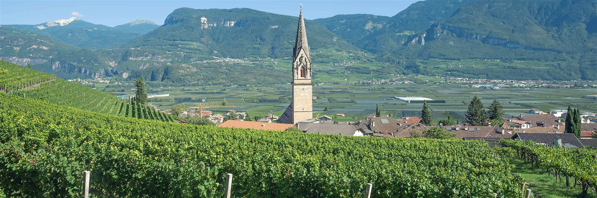 Weinreben in ganz Südtirol mussten heuer extremen Vegetationsperioden standhalten.&nbsp;