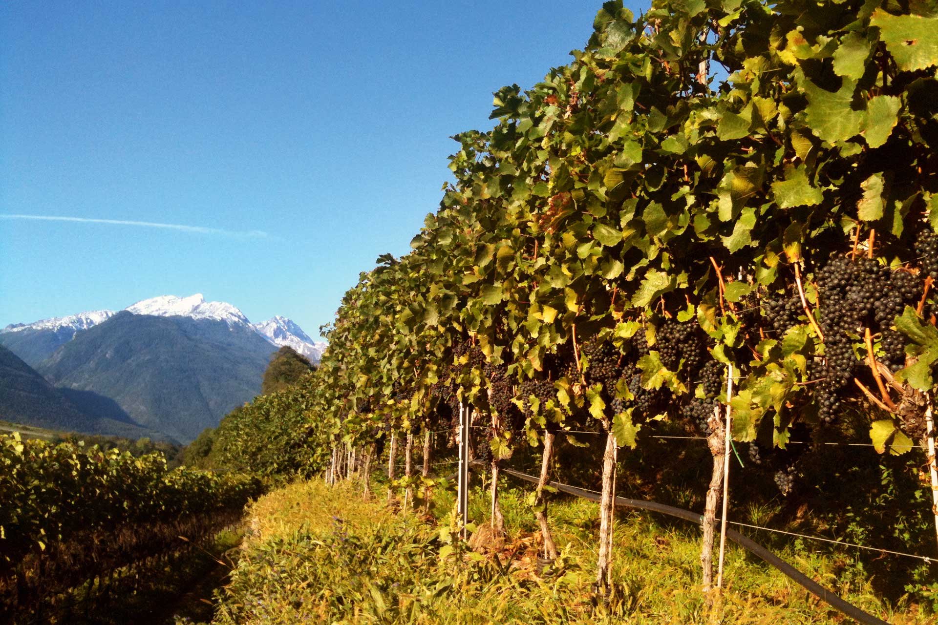 Wein aus dem Vinschgau steht bei Genießern hoch im Kurs. Das war längst überfällig.&nbsp;