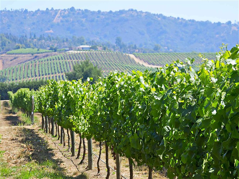 Die ertragreichen Weinberge von Chile verleihen dem Wein eine ganz besondere Note