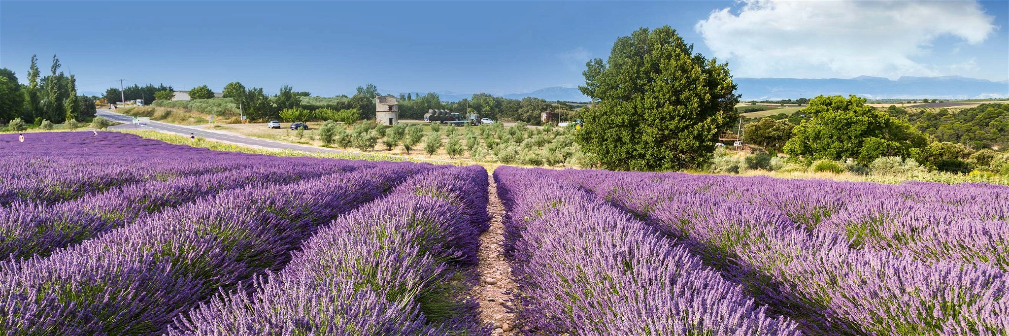 Strahlend violette Lavendel-Felder säumen den Weg durch die Provence.