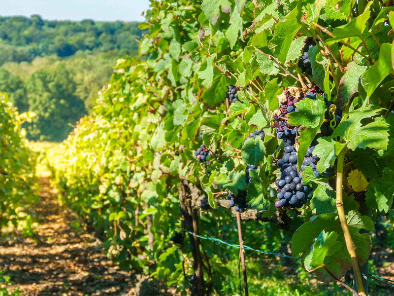 In diesem Jahr waren Weinreben in der Champagne und vielen Nachbarregionen extremen Wetterbedingungen ausgesetzt.&nbsp;