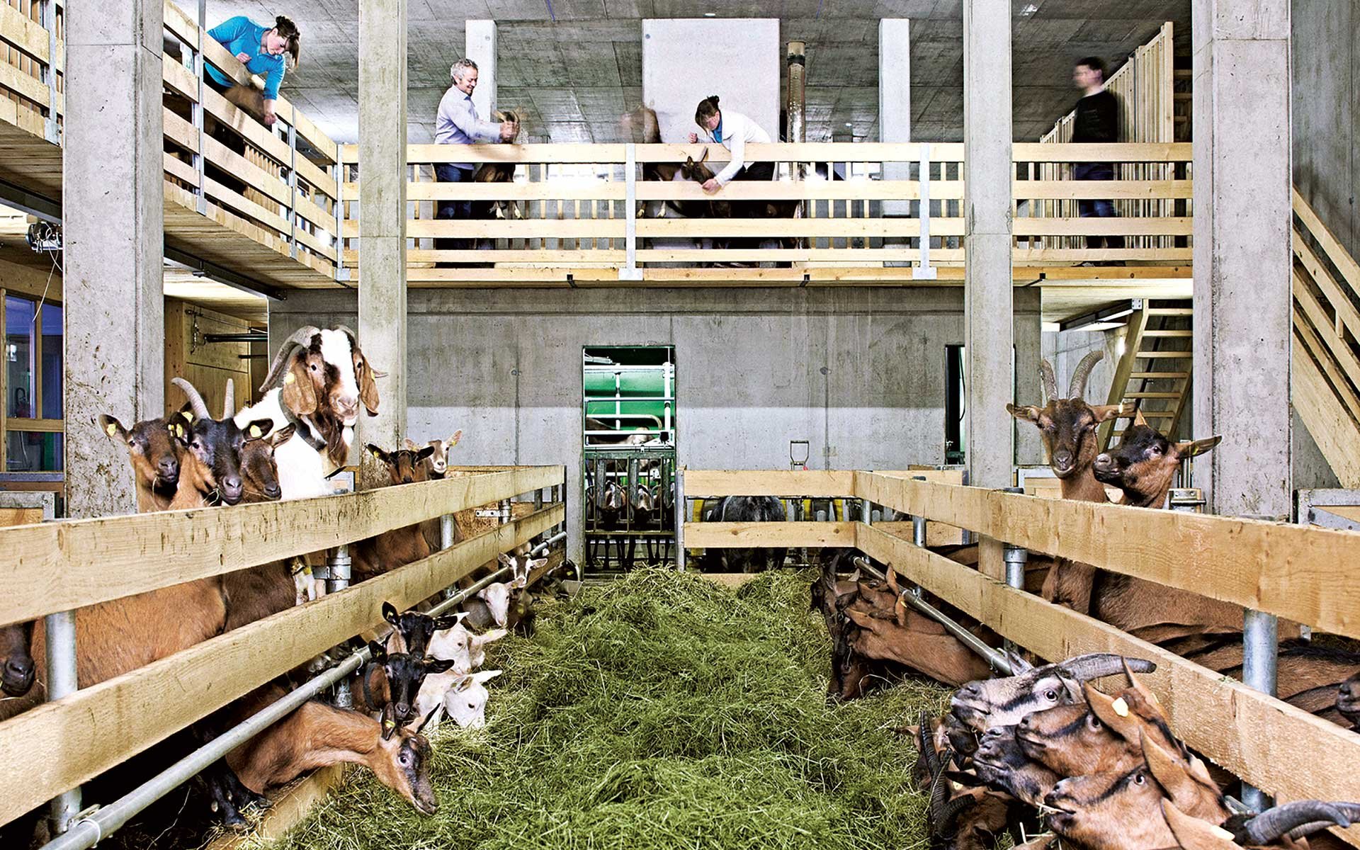 Auf seinem Bauernhof lädt Ingo Metzler Besucher ein, der Käseproduktion nachzugehen.