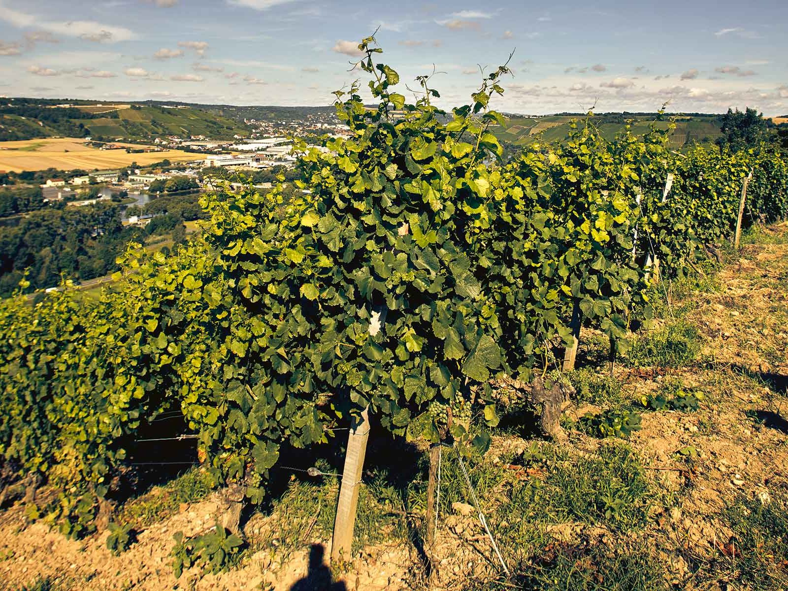 In den Steilhängen von Randersacker vor den Toren Würzburgs gelangen die Silvanertrauben für Experimente wie »Pure Grapes« bis zur perfekten Reife.
