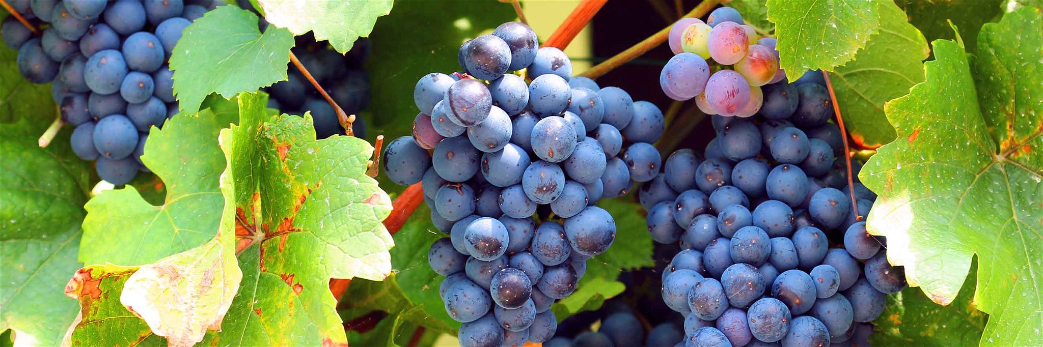 Auf Basis von Blauem Zweigelt entstehen unter der Herkunftsbezeichnung Neusiedlersee DAC besonders gebietstypische Rotweine.
