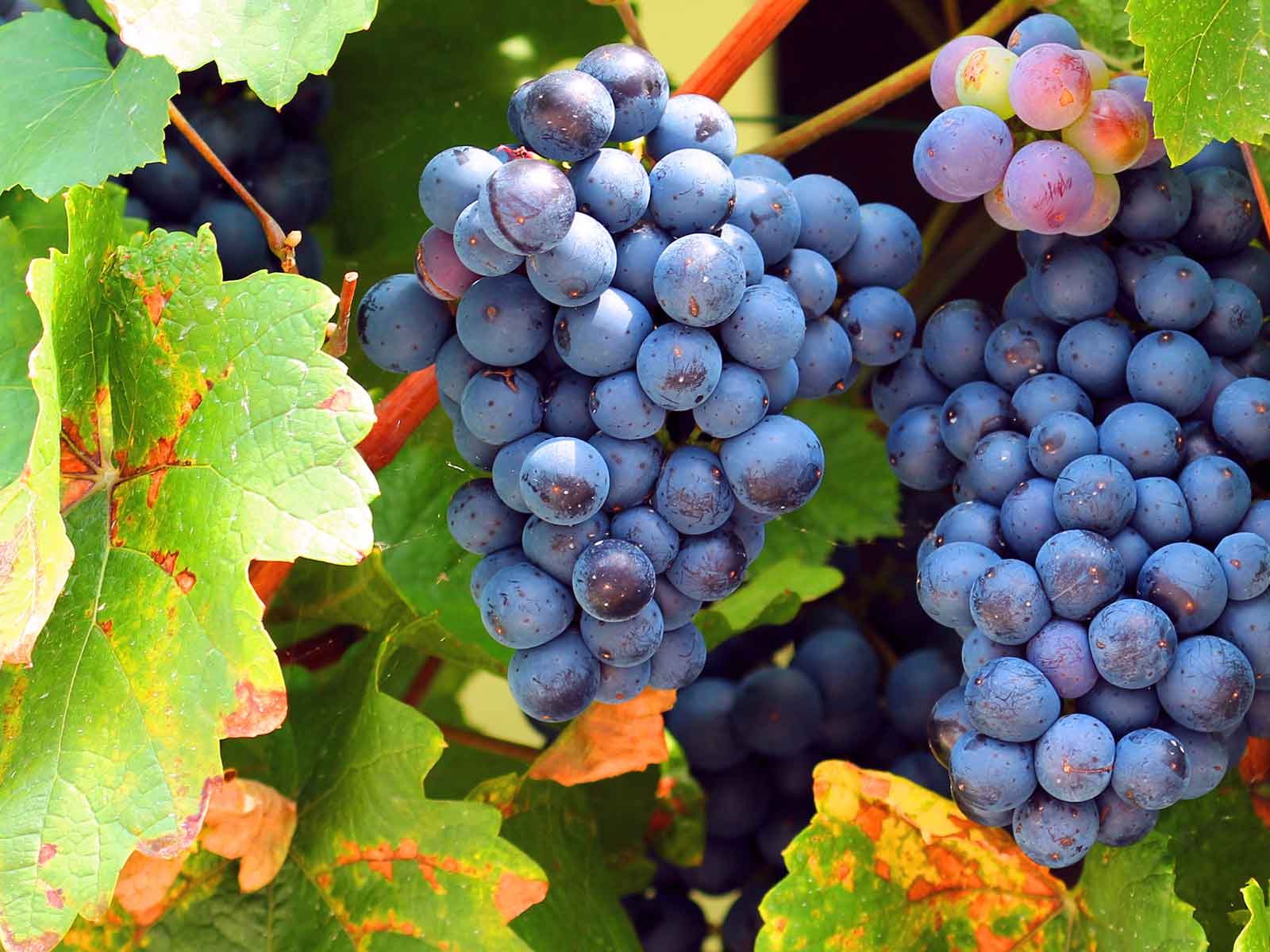 Auf Basis von Blauem Zweigelt entstehen unter der Herkunftsbezeichnung Neusiedlersee DAC besonders gebietstypische Rotweine.