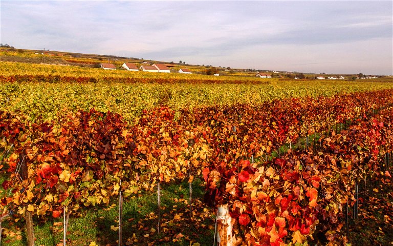 Herbstlicher Weingarten im Kamptal
