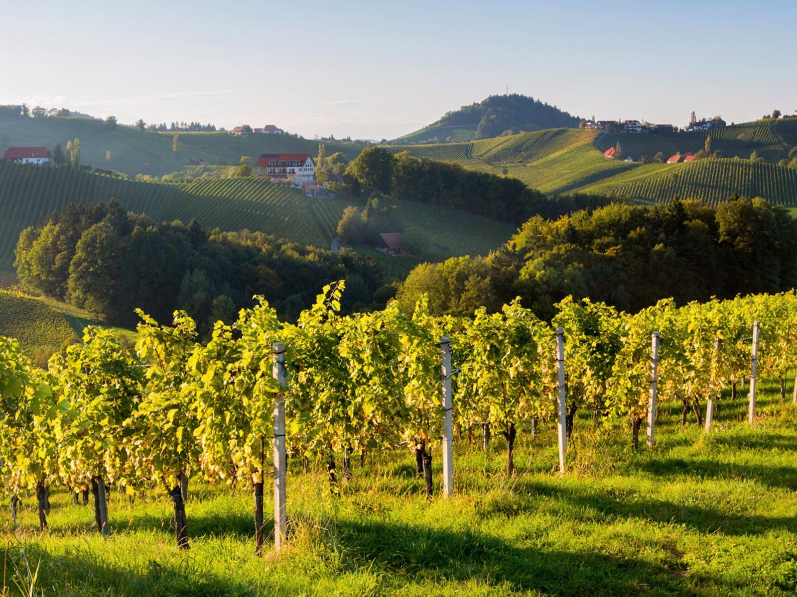 Trotz einiger Schwierig­keiten mit Frost und Hagel nahm auch in der Steiermark das Weinjahr 2017 ein gutes Ende.