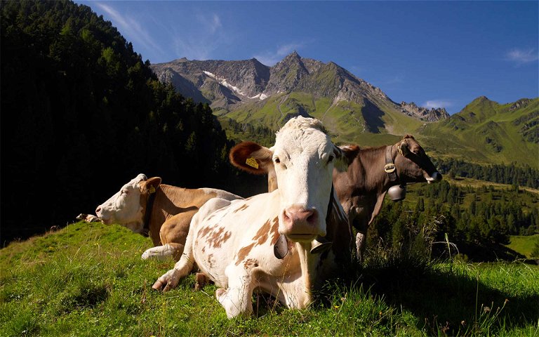 Heumilch-Kühe werden von den Bauern bestens versorgt.