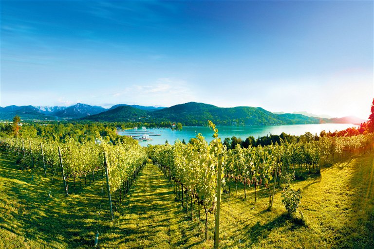 Mit dem »Stadtweingarten Klagenfurt« mischt auch die Landeshauptstadt beim Kärntner Wein-Boom mit. Riesling vom Wörthersee ist ein Genuss für alle Sinne.&nbsp;