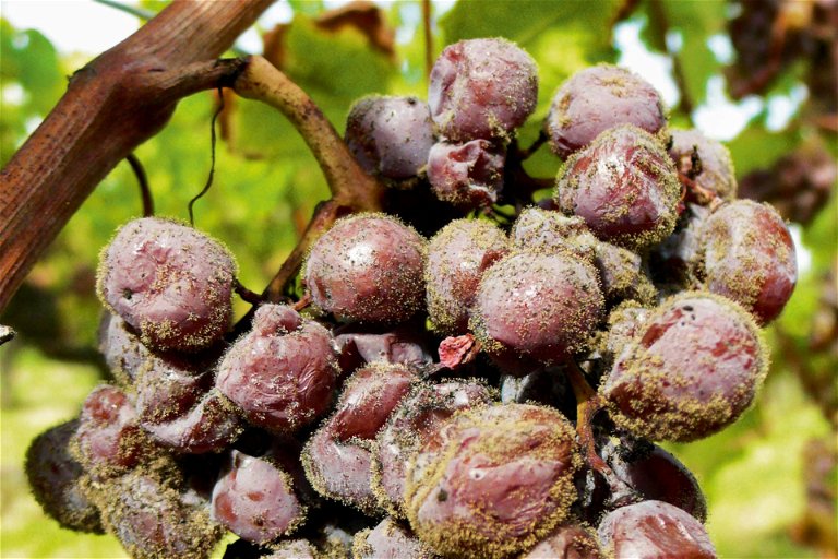 So wenig appetitlich Botrytis-Beeren aussehen, so fabelhaft schmeckt ihr konzentrierter Wein.