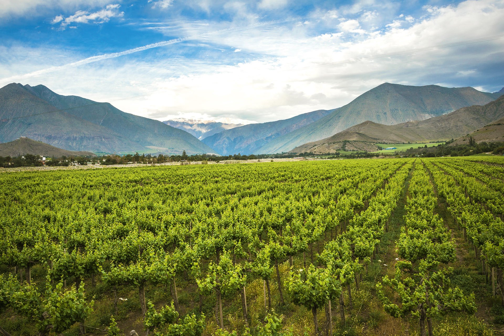 Im Elqui-Tal im Norden Chiles werden ausgezeichnete Carménères und Syrahs produziert.&nbsp;