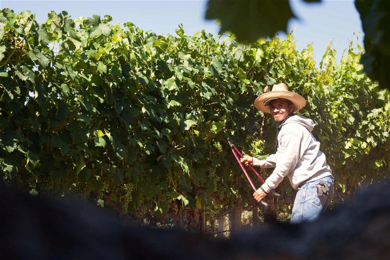 Kalifornien ist Ursprung einiger der besten Rotweine, die völlig zu Recht Kultstatus geniessen.&nbsp;