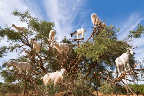 Bis in die Baumkronen treibt der Hunger die sogenannten »Baumziegen«. Zu beobachten auf dem Weg von Marrakesch nach Essaouira.