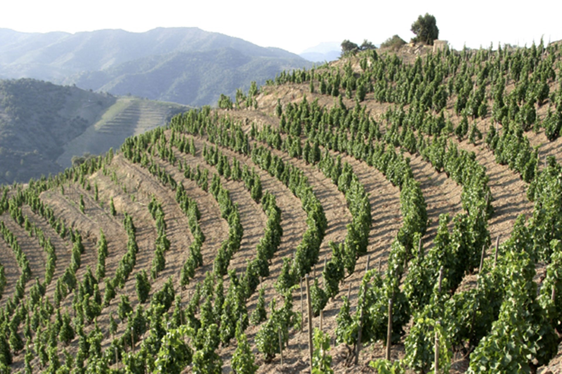 Uralte Rebstöcke in steilen Terrassenlagen, bepflanzt mit würzigen Rebsorten wie Garnacha oder Mencía, bilden die Basis für die unverwechselbaren Weine von Alvaro Palacios.