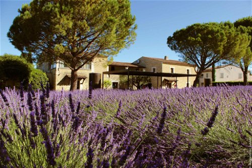 Lavendel, so weit das Auge reicht – die Duftpflanze ist das Markenzeichen der Provence par excellence.