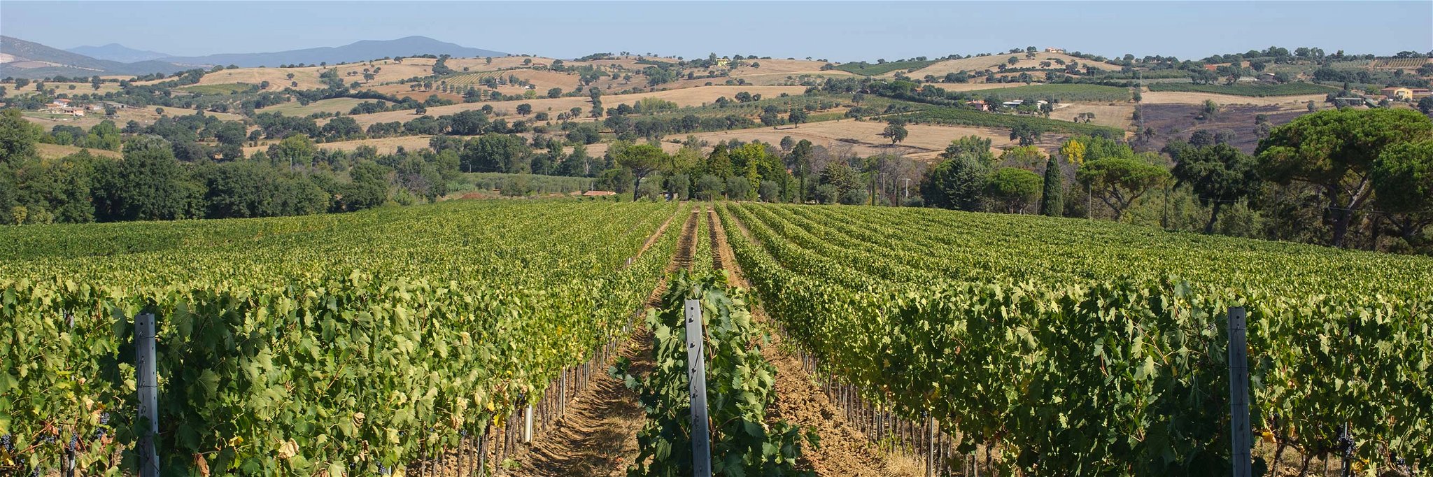 Das Weingut Valle delle Rose liegt bei Grosseto in der Maremma.