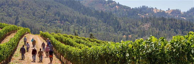 In den Weingärten des Napa Valley&nbsp;wachsen die vielleicht besten Cabernet-Trauben der Welt.