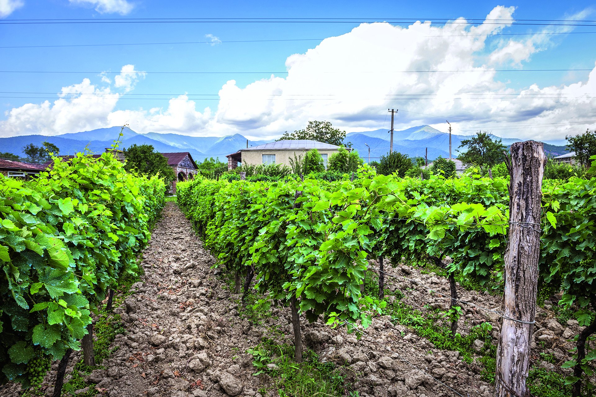 Weinbau in Georgien: Vor Tausenden Jahren entstanden in der Region Kvemo Kartli die ersten Weine der Welt.