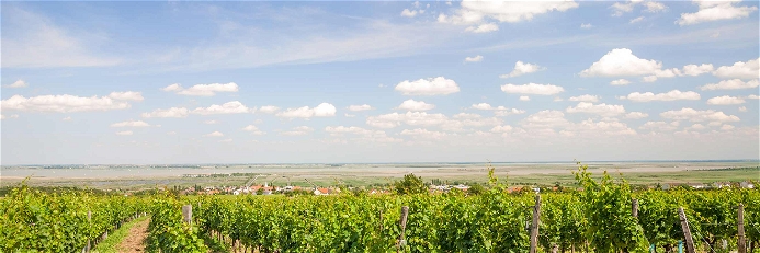 Blick von den Weingärten auf Mörbisch, im nördlichen Burgenland.