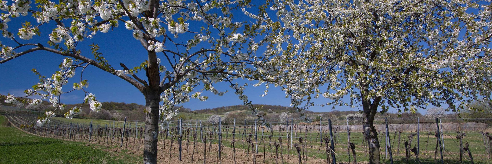 Mit den ersten Kirschblüten hält der Frühling auch in den Weingärten Einzug. 