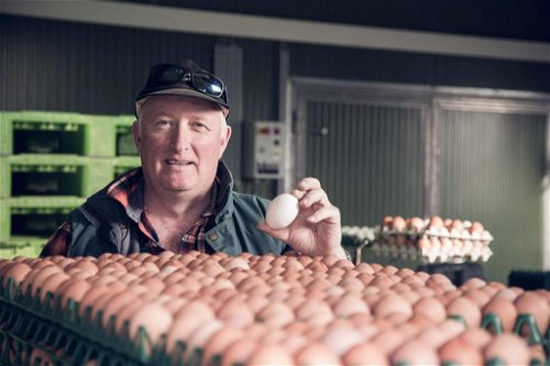 17.000 Hühner in Bodenhaltung sorgen auf dem Anderle-Hof jeden Tag für Frischeier bester Qualität und Güte.