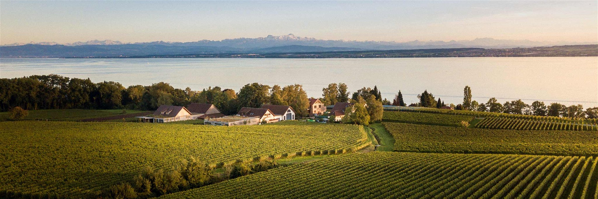 Bodensee mit Alpenpanorama: Der See liegt auf 400 Metern, das Weingut Aufricht 20 Meter höher.