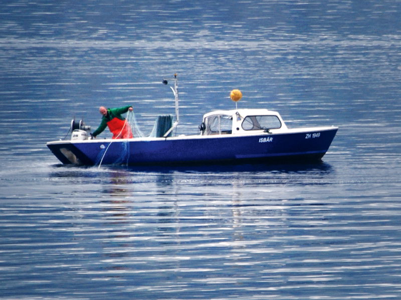Berufsfischer am Zürichsee: gefangen werden vor allem Egli und Felchen.