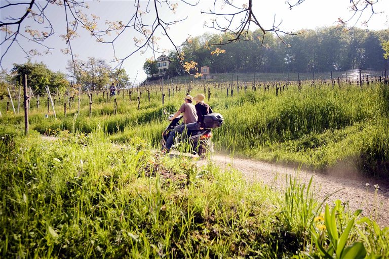 Weingarten von Landolt: vinifiziert wird von Urs Zweifel in Höngg