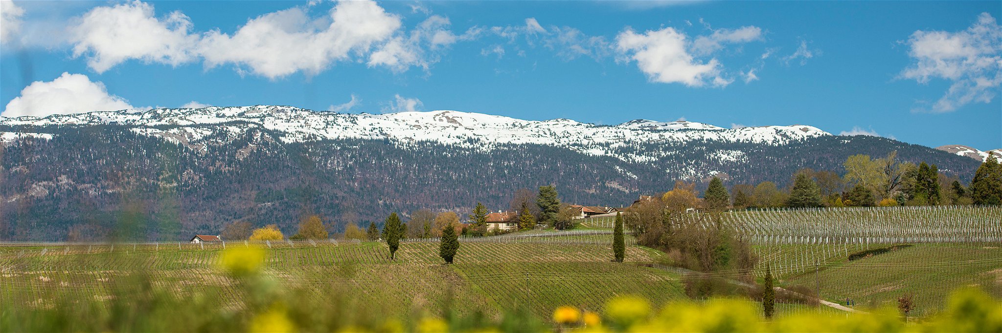 Satigny liegt direkt hinter der Stadt Genf. Soweit das Auge reicht, entfalten sich vor der Kulisse der Jurakette die Weinberge.