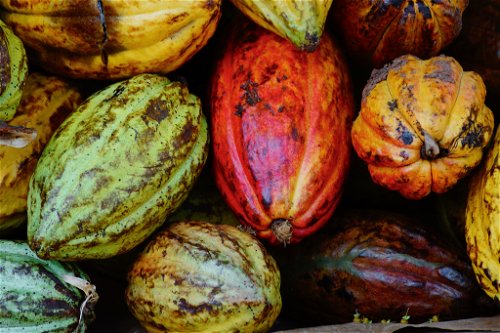 Früchte des Kakaobaums. Geerntet wird zweimal pro Jahr.&nbsp; 