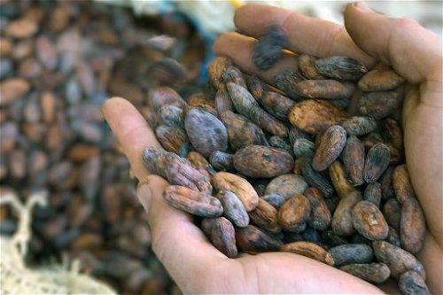 Schon der Anbau und die Verarbeitung der Bohnen in den Herkunftsländern ist für die Qualität der Schokolade entscheidend.