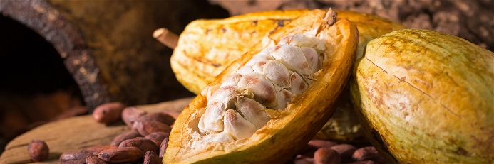 Die Früchte des Kakaobaums enthalten bis zu 50 Samen, die landläufig als Kakaobohnen bekannt sind.