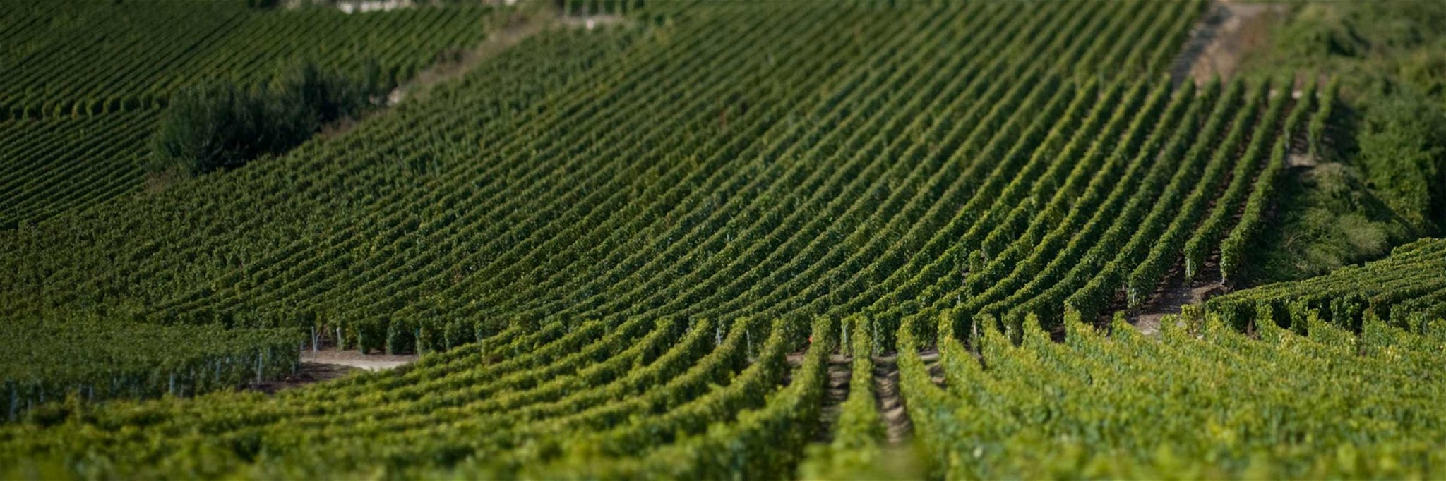 Krug-Weingärten in der Champagne