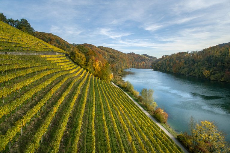 Das Weingut Pircher holte sich das Know-how für seine Riesling-Pflanzungen in Deutschland.