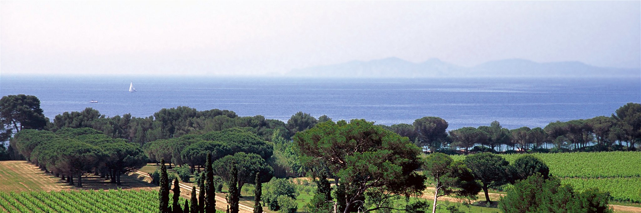 Blaues Wasser und grüne Reben: Die Provence verfügt über Weinberge in Sichtweite des Meers.