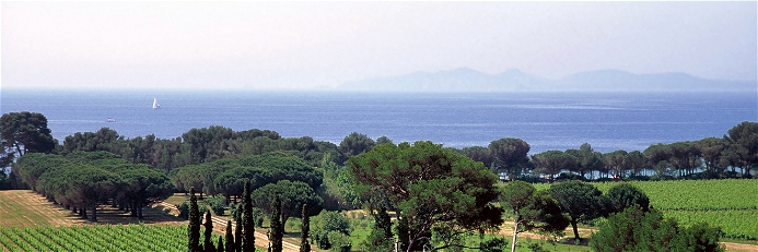 Blaues Wasser und grüne Reben: Die Provence verfügt über Weinberge in Sichtweite des Meers.