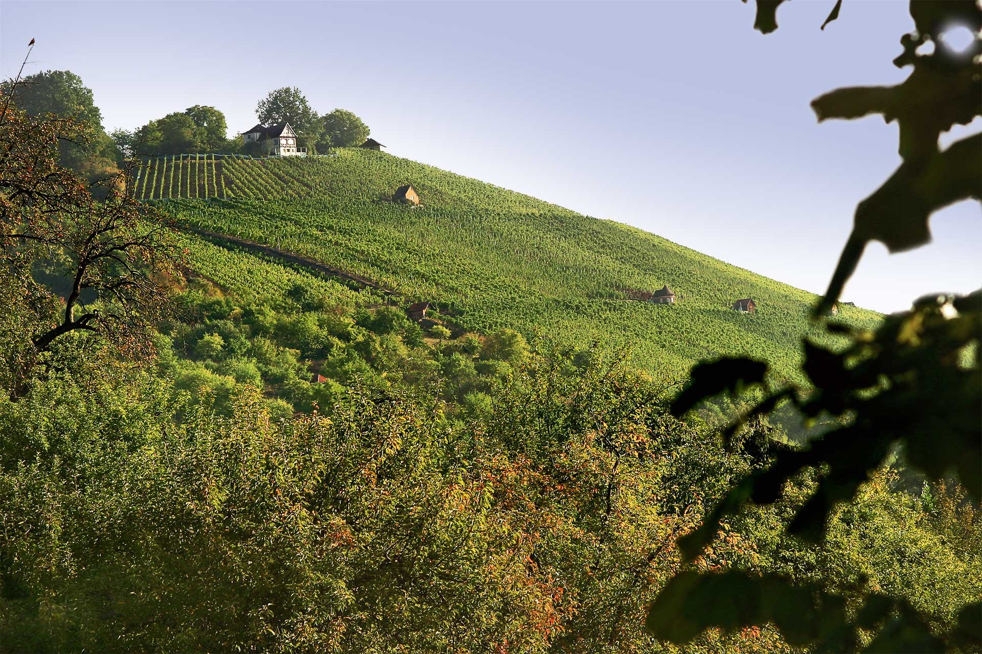 Das Weingut Bernhard Ellwanger liegt im Remstal.