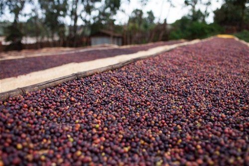 In Äthiopien werden die Kaffeekirschen auf geflochtene Trockenbette gelegt – die sogennanten «äthiopischen Betten» – und vier Wochen sonnengetrocknet.