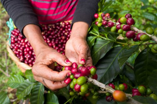 In Nicaragua wenden die Produzenten die «Black Honey» Methode an.