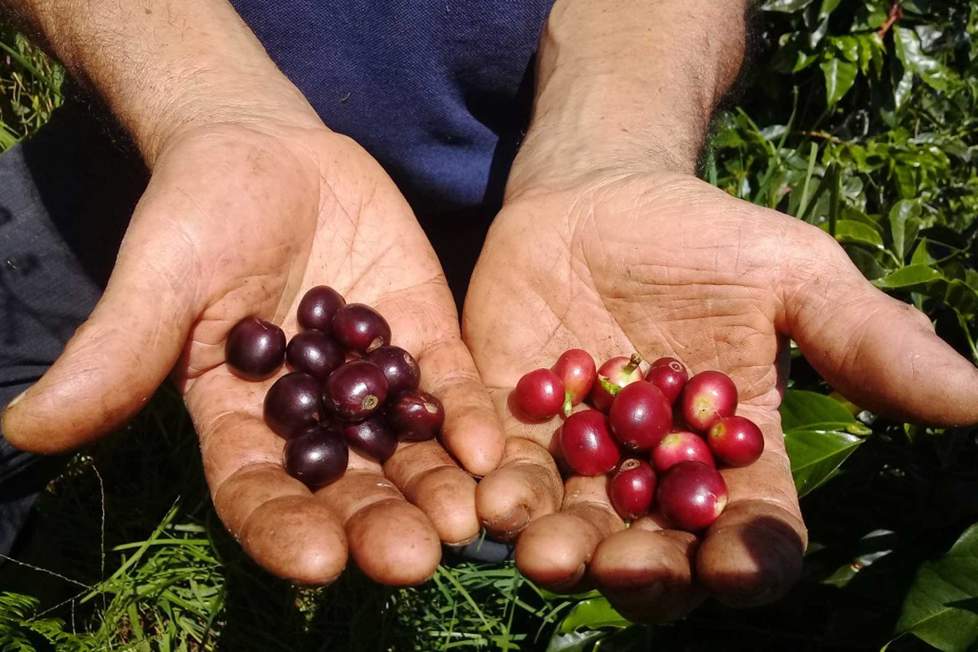 In Kolumbien wird täglich jede einzelne Kaffeekirsche begutachtet, bis sie dunkelviolett und bereit zur Ernte ist. 