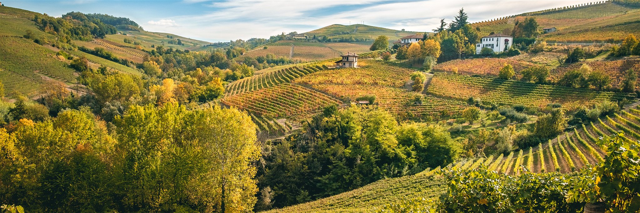 Malerischer Herbst in Barolo: Oben färbt der Wein sich bunt, unter der Erde wächst die weiße Trüffel.