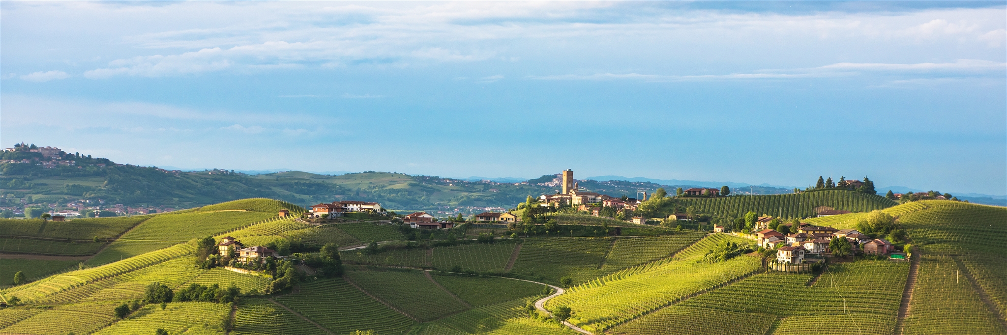 Weingärten im Piemont 