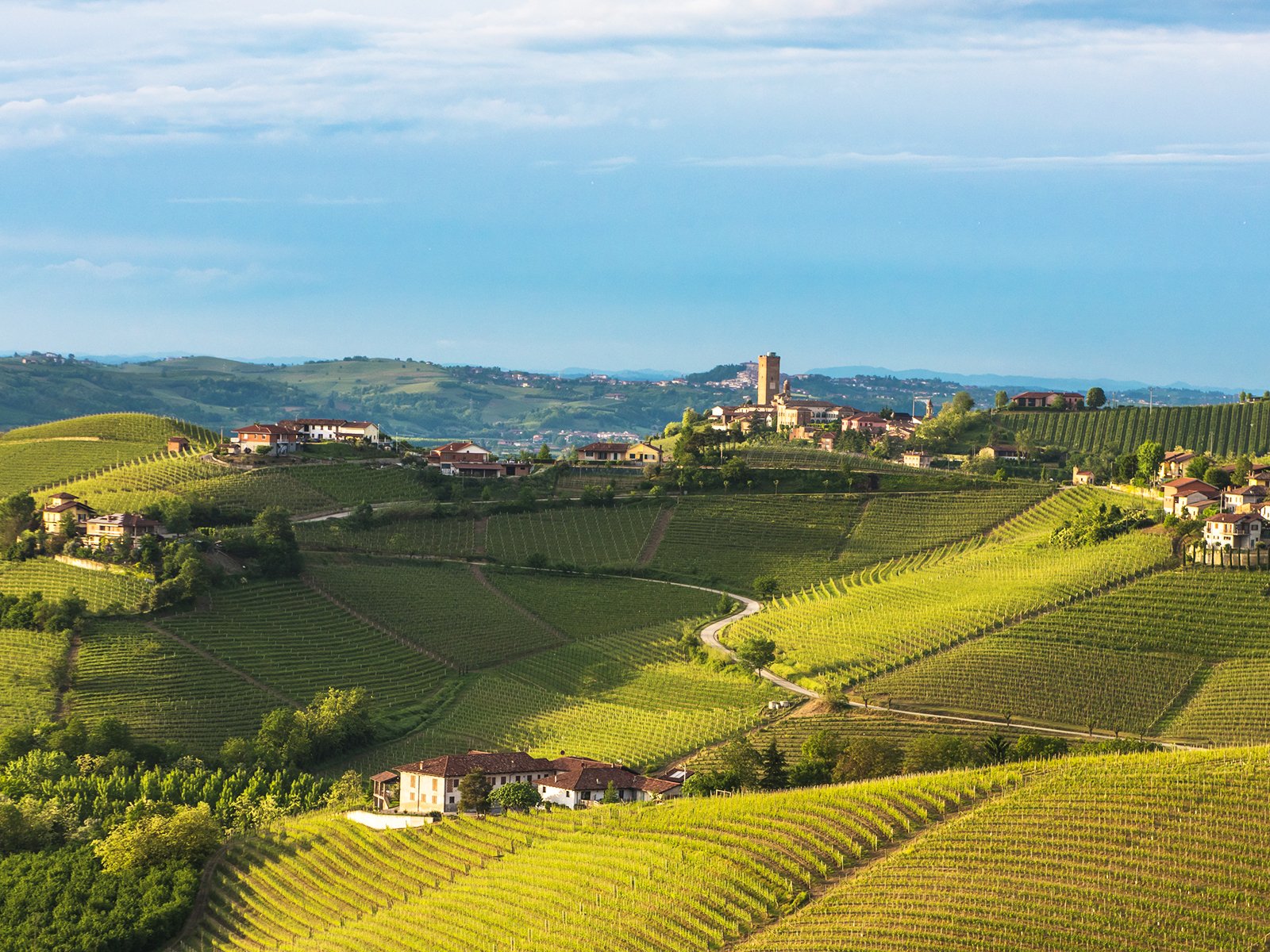 Weingärten im Piemont 