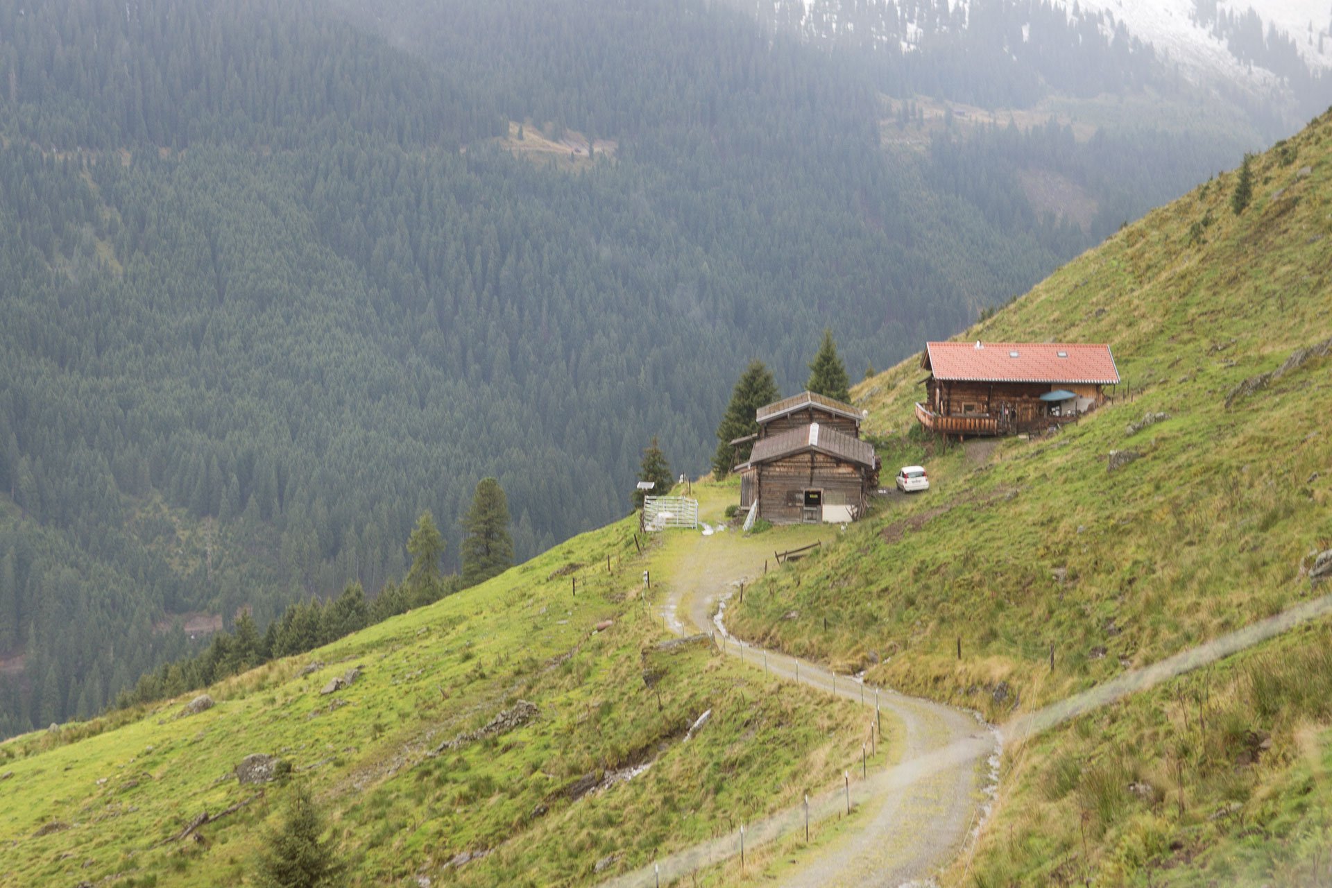 Den Frühling und Sommer verbringt das Tiroler Yak auf 1550 bis 1880 Meter Höhe – in einer Almlandschaft, in der es nichts gibt außer Wildkräutern, Wald und seliger Ruhe.