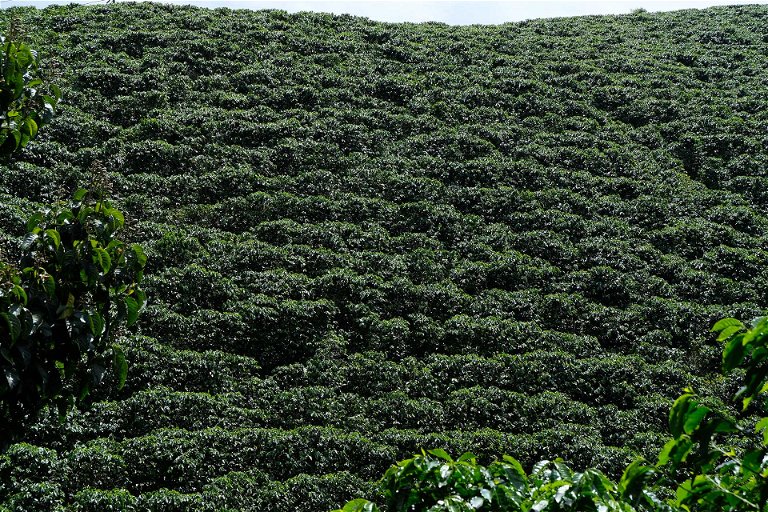 Die Hügel im Kaffeedreieck sind mit den grünen Kaffeesträuchern bepflanzt.