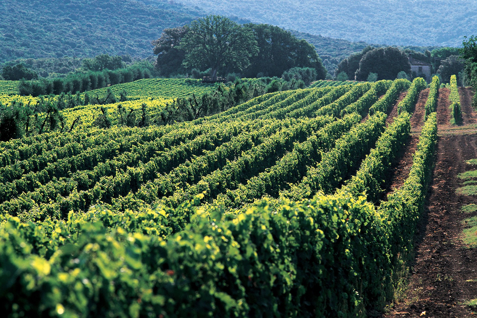 Die Weinlandschaft rund um das Weingut Masseto in Bolgheri.
